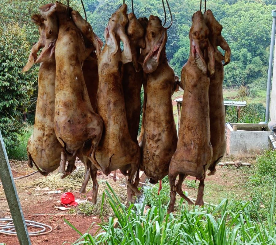 Công dụng của thịt thỏ đối với sức khỏe - Ảnh từ Trại Thỏ Phước Tín