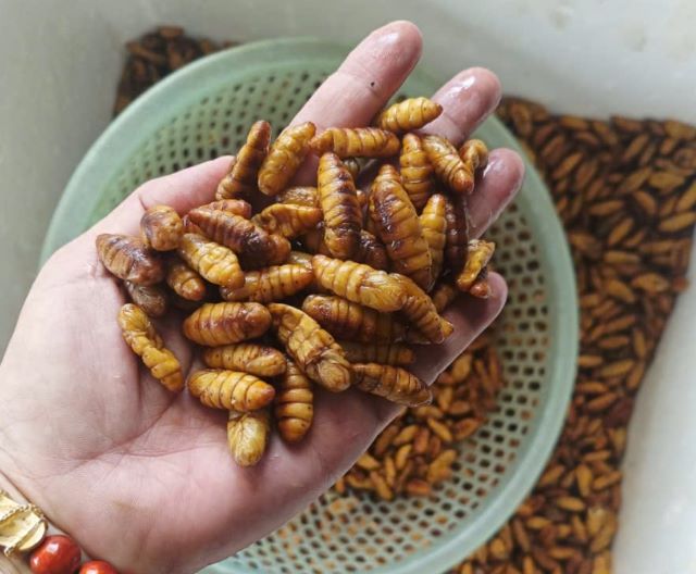 Cứ khoảng 100g nhộng tằm thì sẽ có 206 calo - Ảnh từ Thương Mạnh