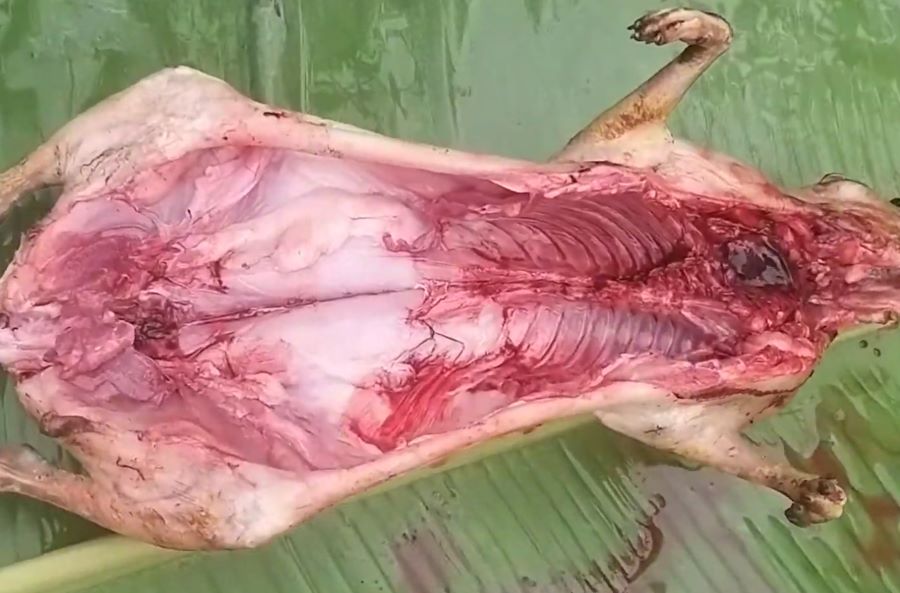 Đặc điểm của thịt thỏ - Ảnh từ NGƯỜI NÔNG THÔN