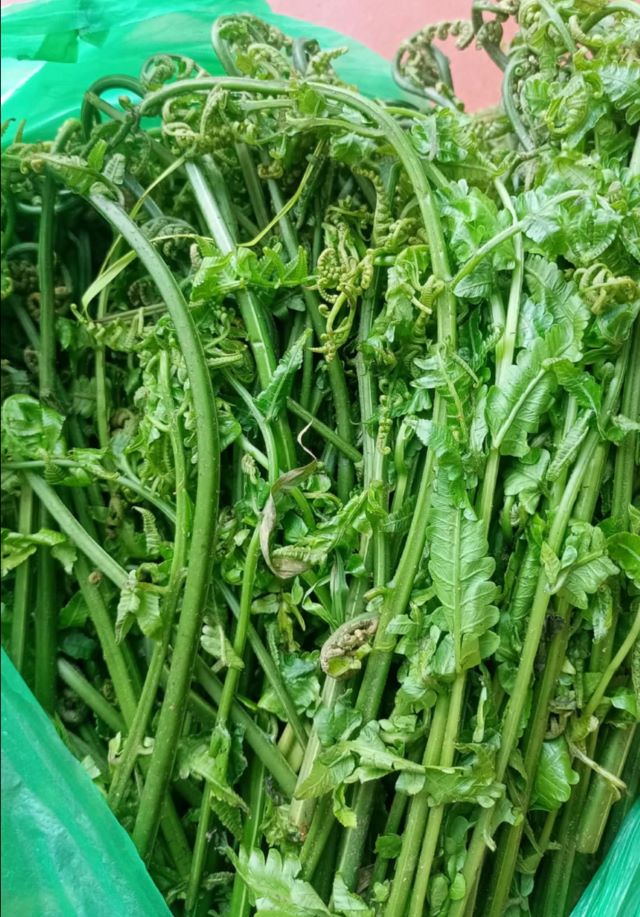 Hình ảnh cây rau dớn - Ảnh từ Nguyệt Nguyễn Thị