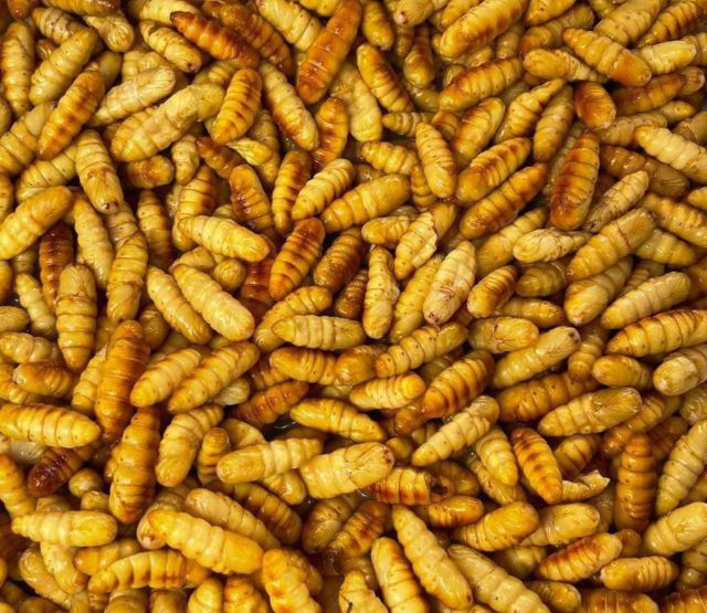 Người bị tiểu đường có thể ăn được nhộng tằm - Ảnh từ Linh Anh