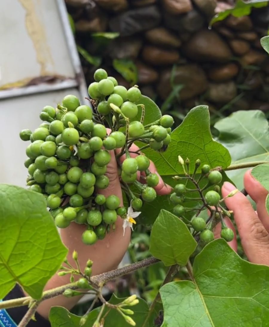 Quả cà rừng hay còn được gọi là quả cà dại - Ảnh từ sungatua.tdg