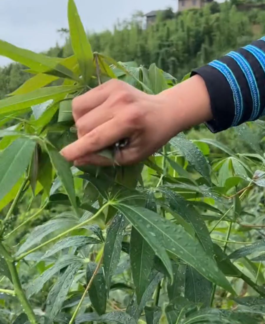 Rau sắn hay còn được gọi là rau lá sắn - Ảnh từ sungatua.tdg