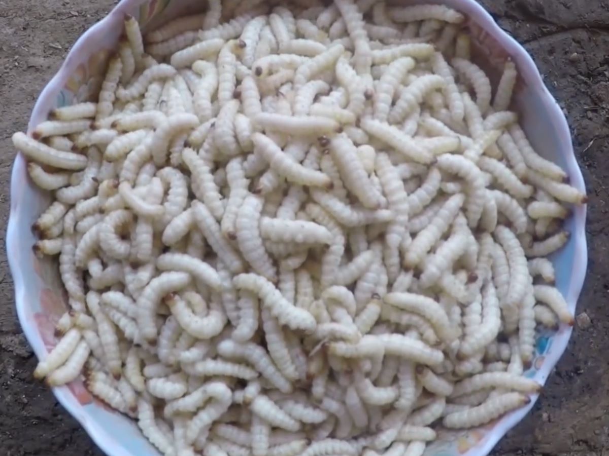 Sâu tre làm món gì ngon - Ảnh từ ĐÔNG BẮC QUÊ TÔI
