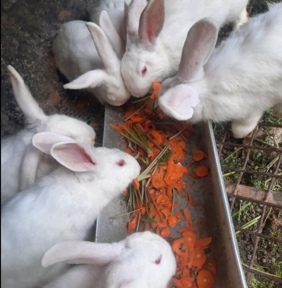Thỏ được nuôi trong môi trường tự nhiên với nguồn thức ăn đa dạng không chất tăng trọng - Ảnh từ Trang Trại Thỏ Phổ Yên Thái Nguyên