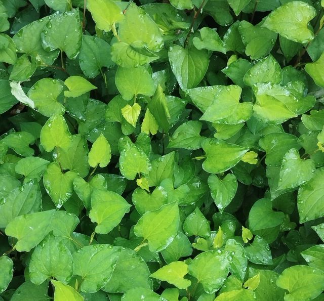 Giải đáp những thắc mắc về lá diếp cá - Ảnh từ Hồng Thúy