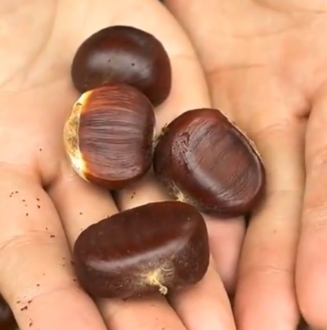 Hạt dẻ Sapa - Ảnh từ thapxanh
