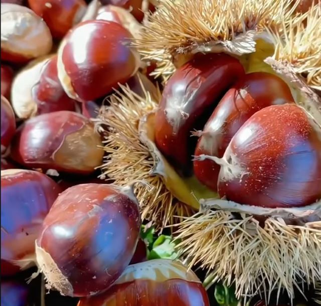 Hạt dẻ Trung Quốc - Ảnh sưu tầm