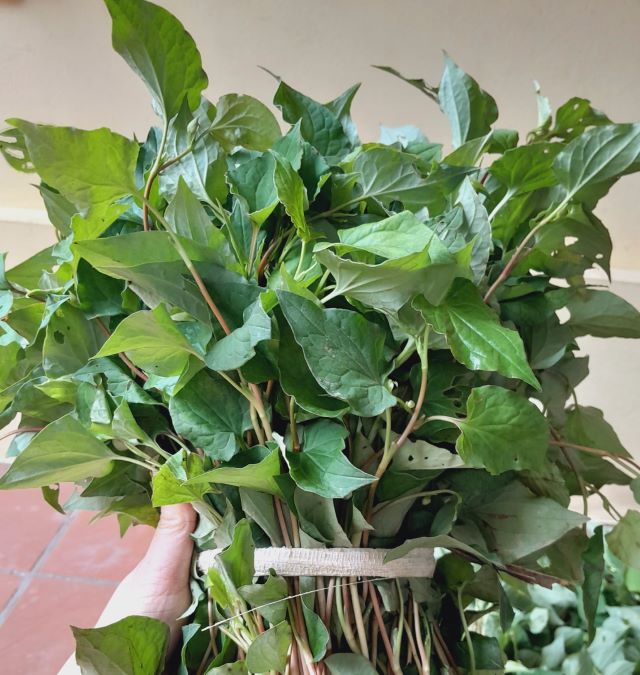 Lá diếp cá (rau diếp cá) hay còn được gọi là cây lá giấp - Ảnh từ Dr Thùy Dung
