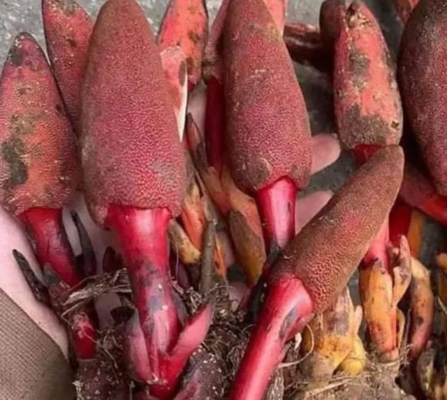 Nấm ngọc cẩu hay còn được gọi là nấm tọa dương - Ảnh từ Trần Đào