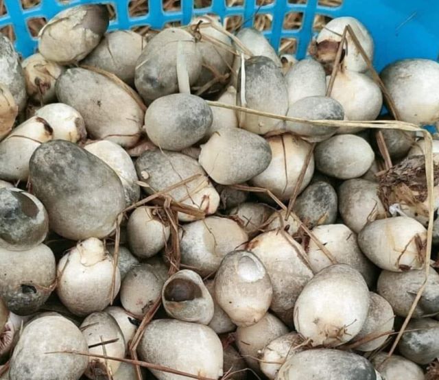 Nấm rơm - Ảnh sưu tầm