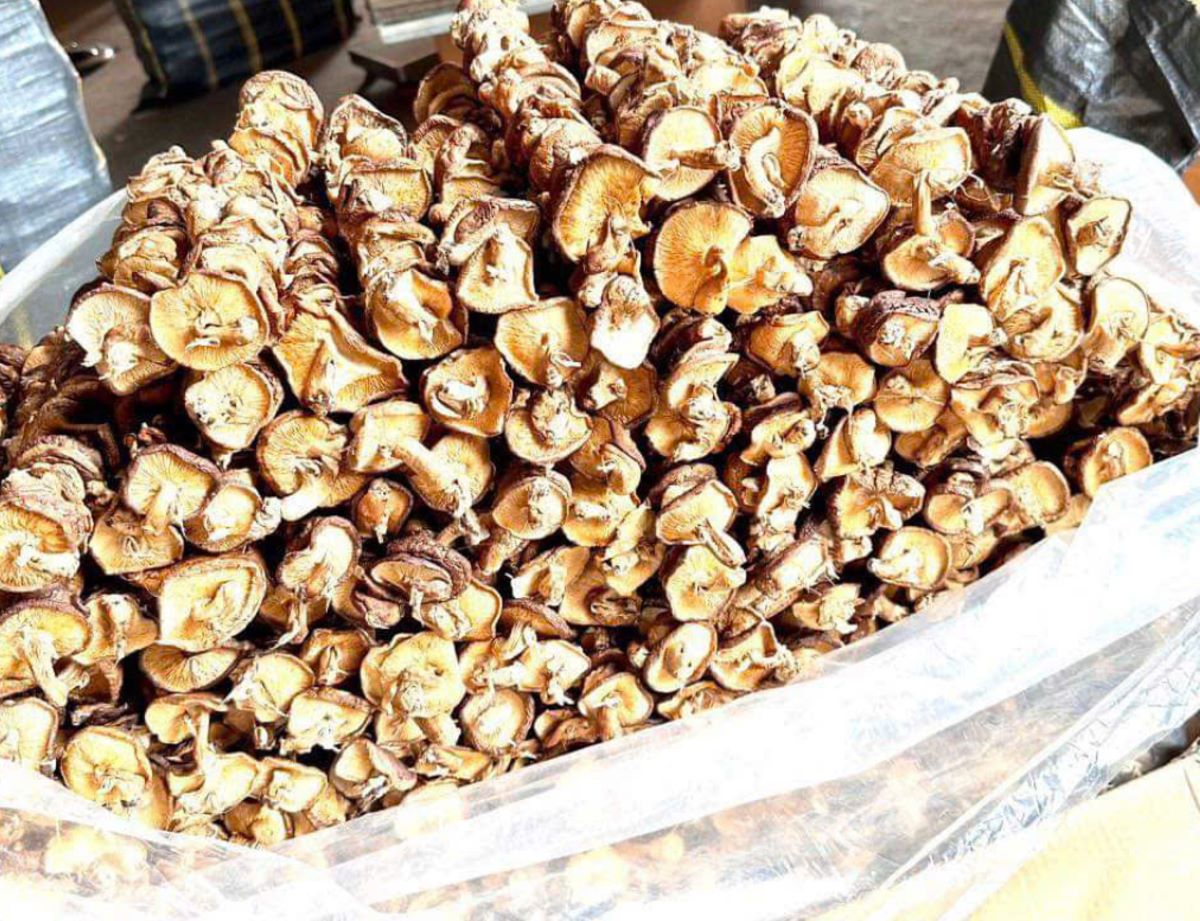 Những loại nấm quý hiếm chỉ có tại Tây Bắc - Ảnh từ Thảo Dược Rừng