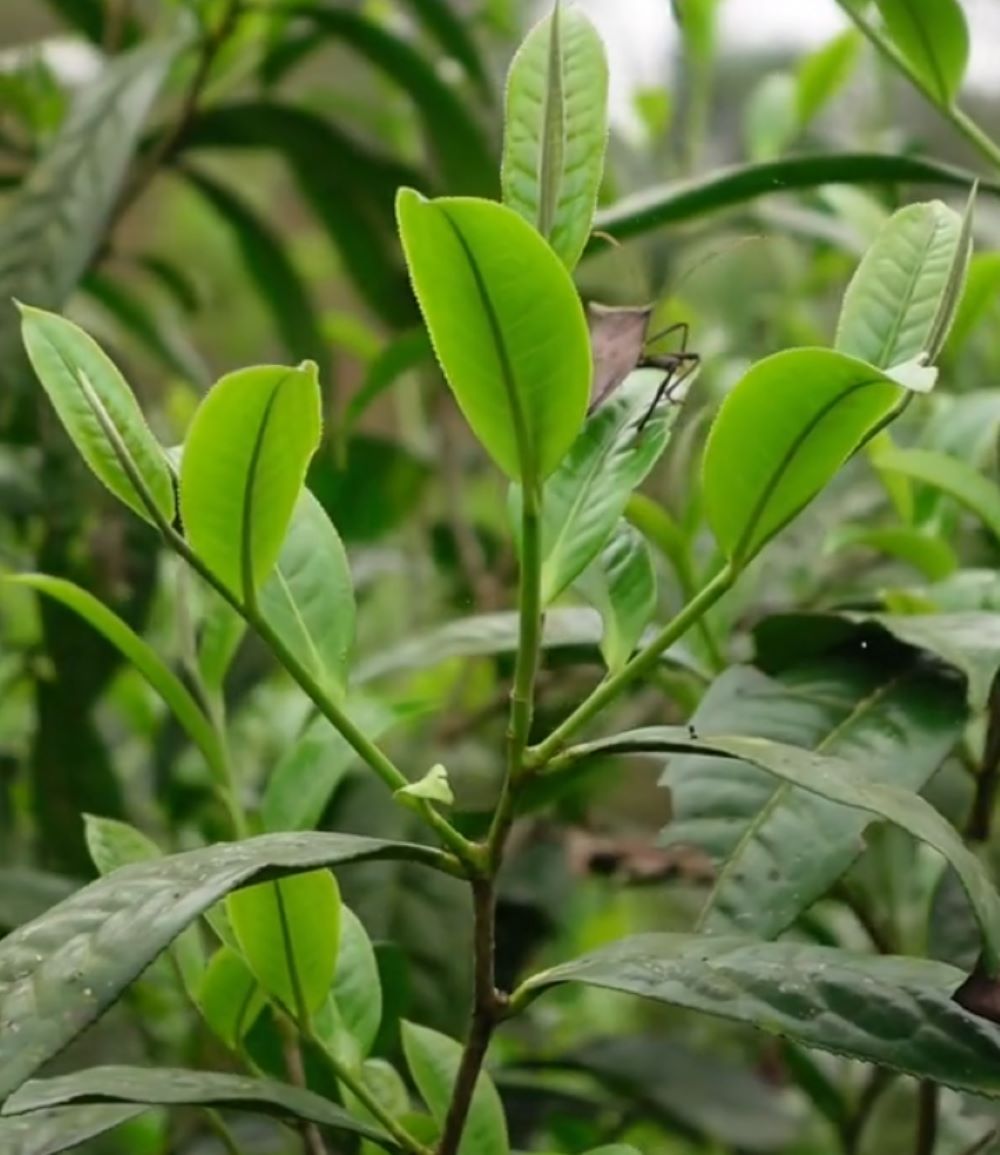 Trà Shan Tuyết cổ thụ: Đặc sản Tây Bắc có một không hai - Ảnh từ trathaonguyen1