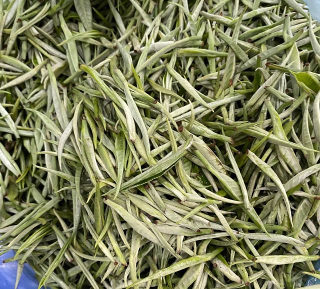 Trà Shan Tuyết cổ thụ là sản phẩm được thu hái từ những cây chè cổ thụ có tuổi đời từ 100 300 năm - Ảnh từ LinhChi Rừng