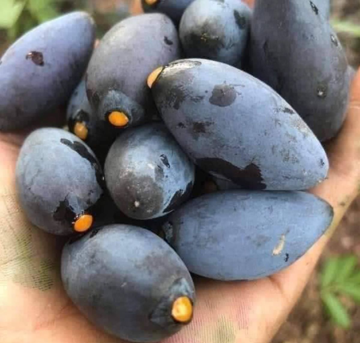Trám nếp đen Cao Bằng - Ảnh từ Minh Phúc