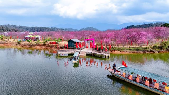 Chiêm ngưỡng và check in tại vườn hoa anh đào tại Hồ Pá Khoang - Ảnh từ Thành Phan