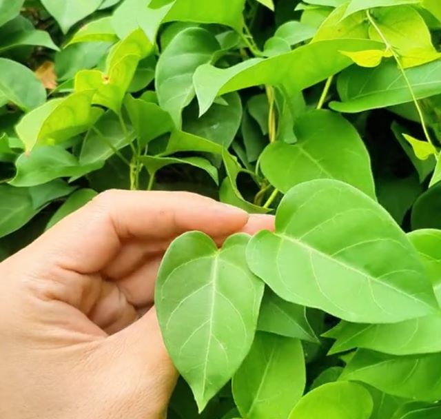 Lá lồm hay còn được gọi là lá giang ở dưới xuôi - Ảnh sưu tầm