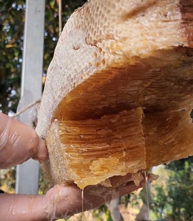 Mật ong giúp cung cấp năng lương và các dưỡng chất tốt cho cơ thể - Ảnh sưu tầm