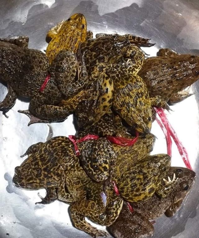 Người bị bệnh gout hoặc viêm khớp cũng cần hạn chế ăn thịt ếch - Ảnh từ Trai Bá Thước