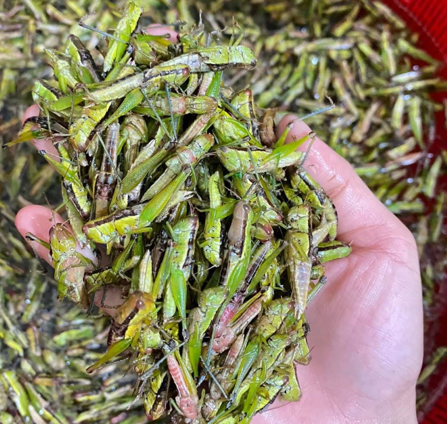Châu chấu cào cào loài côn trùng đặc sản dân dã vùng Tây Bắc - Ảnh từ Yến Hải