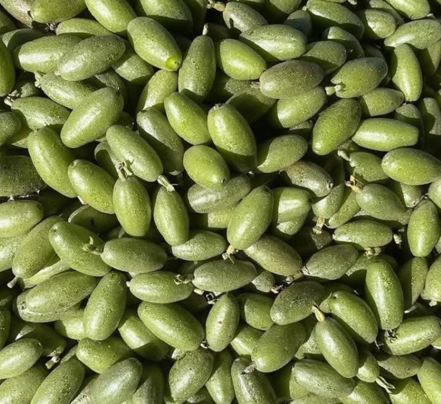 Đặc điểm của quả nhót - Ảnh từ Minh Nhi