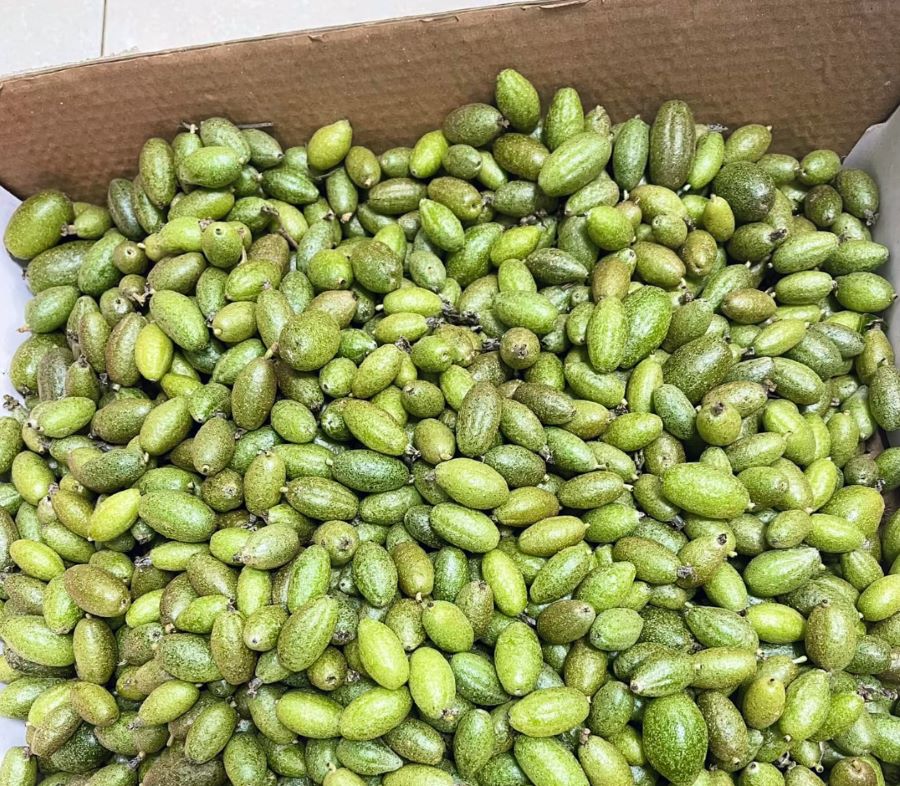 Lưu ý khi ăn quả nhót - Ảnh từ Hạnh Nguyễn