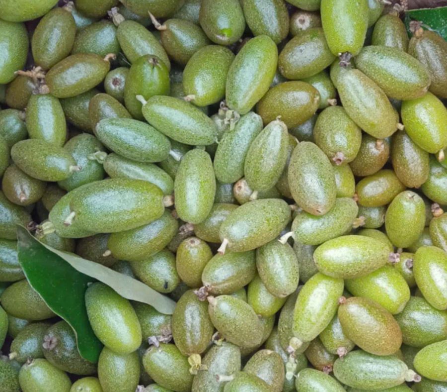 Nhót xanh chất lượng tại Đặc sản Tây Bắc - Ảnh từ Lý Trần