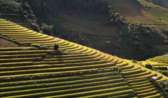 Đa số các dân tộc ở vùng Tây Bắc đều sống bằng nghề nông, trồng lúa, ngô - Ảnh từ Truong Van