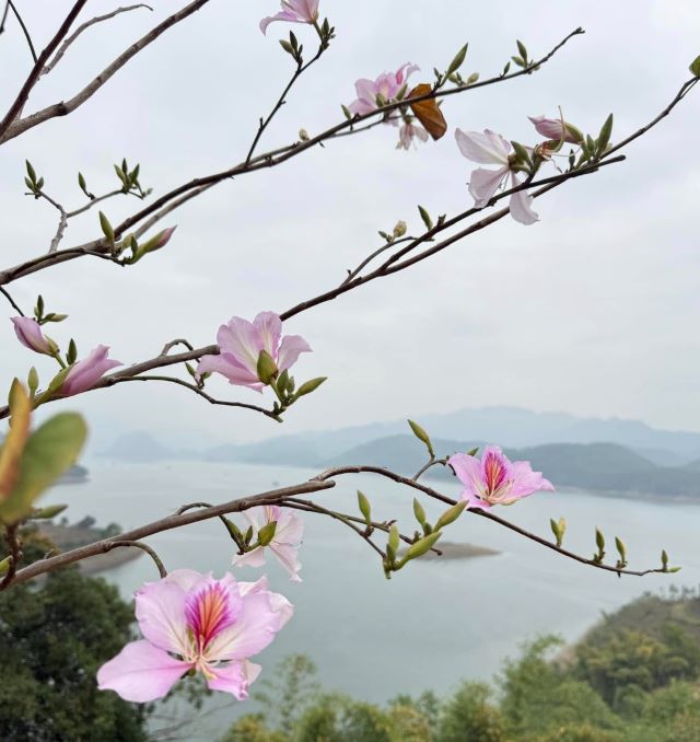 Hoa ban Biểu tượng của núi rừng Tây Bắc - Ảnh từ Minh Nguyen Thi Nguyet Hoa ban Biểu tượng của núi rừng Tây Bắc - Ảnh từ Minh Nguyen Thi Nguyet