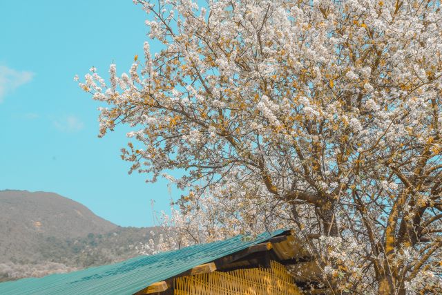 Mùa xuân ở Tây Bắc các loài hoa đua nhau khoe sắc nở rộ cả núi rừng - Ảnh từ Nguyễn Trọng Cung