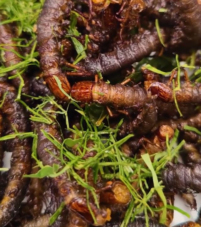 Sâu đá rang - Ảnh sưu tầm
