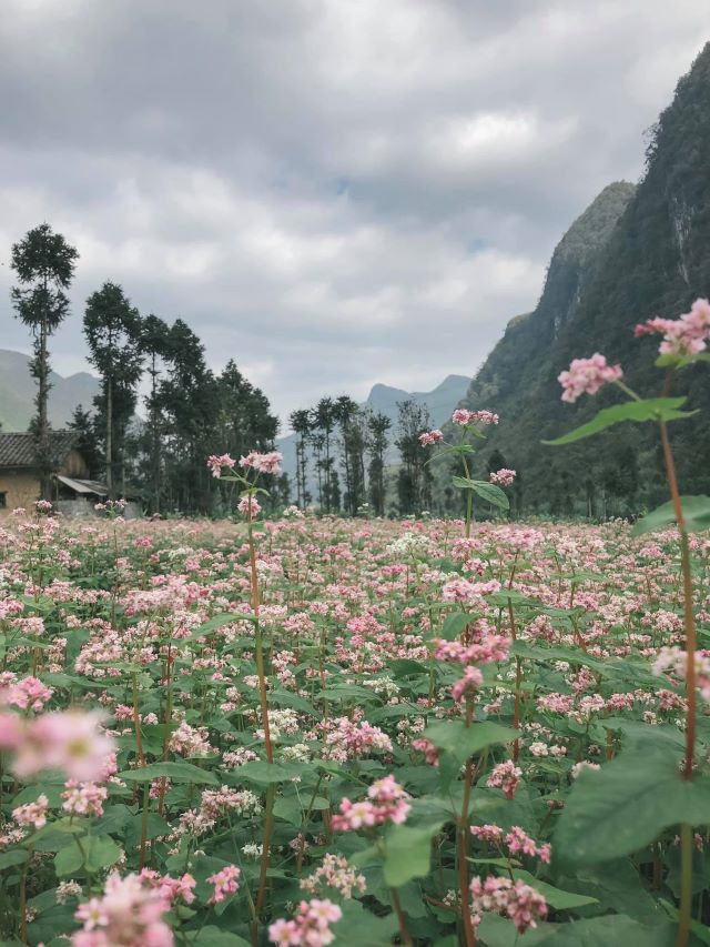 Tam giác mạch Loài hoa đặc trưng ở Cao nguyên Đá - Ảnh từ Hoàng Minh Nhật Tam giác mạch Loài hoa đặc trưng ở Cao nguyên Đá - Ảnh từ Hoàng Minh Nhật