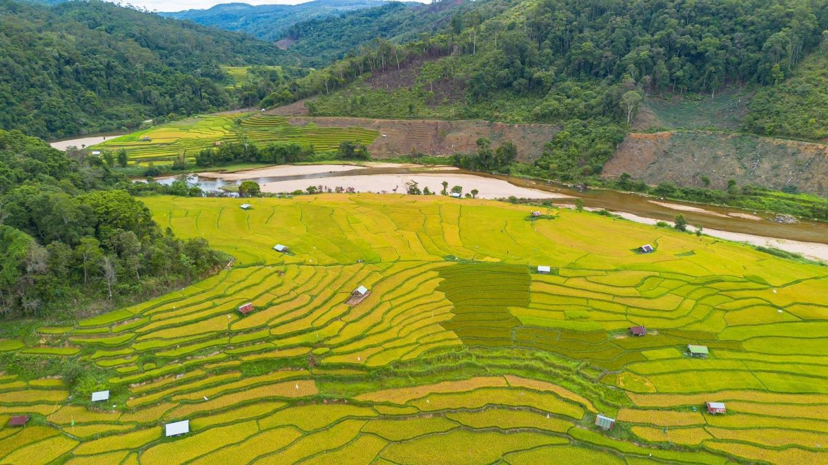 Tây Bắc mùa lúa chín - Ảnh sưu tầm