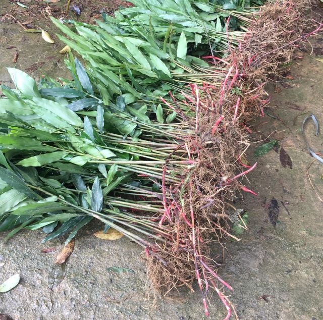 Cây sa nhân gắn liền với câu chuyện truyền thuyết đầy ý nghĩa ở vùng Tây Bắc - Ảnh từ Bàn Ồng Pết Cây sa nhân gắn liền với câu chuyện truyền thuyết đầy ý nghĩa ở vùng Tây Bắc - Ảnh từ Bàn Ồng Pết