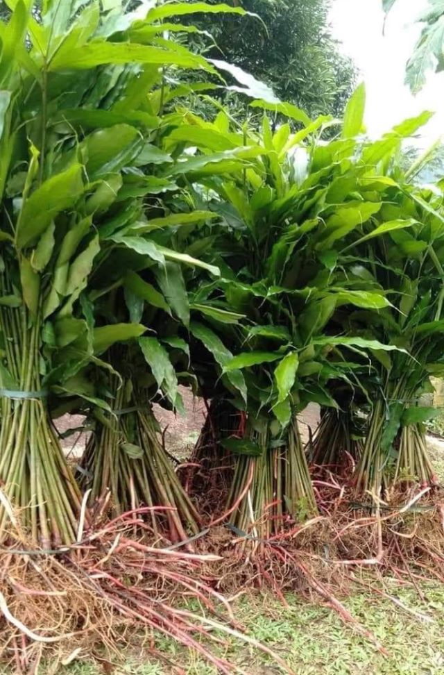 Cây sa nhân là một loài thảo dược thuộc họ Gừng, thường mọc nhiều ở những nơi ẩm mát vùng cao Tây Bắc - Ảnh sưu tầm Cây sa nhân là một loài thảo dược thuộc họ Gừng, thường mọc nhiều ở những nơi ẩm mát vùng cao Tây Bắc - Ảnh sưu tầm