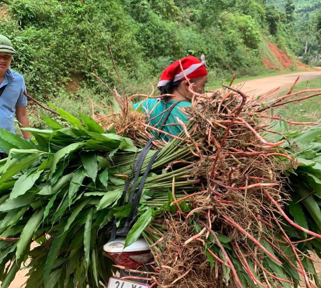 Cây sa nhân vẫn giữ vai trò quan trọng trong đời sống người dân Tây Bắc - Ảnh từ Nguyễn Lực Cây sa nhân vẫn giữ vai trò quan trọng trong đời sống người dân Tây Bắc - Ảnh từ Nguyễn Lực