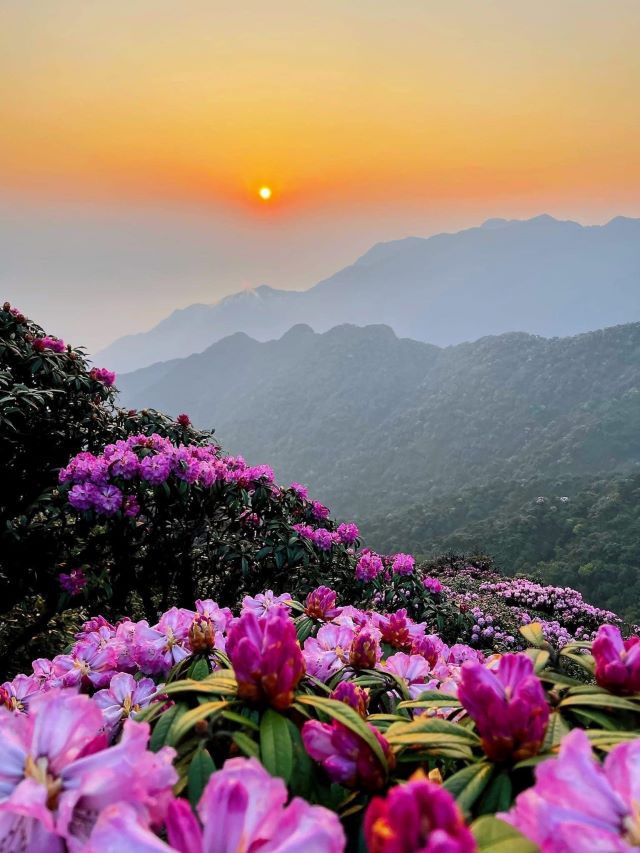 Chinh phục đỉnh núi Putaleng vào mùa hoa đỗ quyên nở rỗ - Ảnh từ Jin Ying