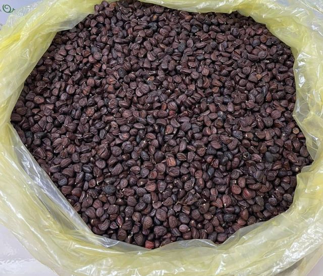 Hạt dổi Tây Bắc chuẩn chất lượng - Ảnh từ Hoàng Phượng