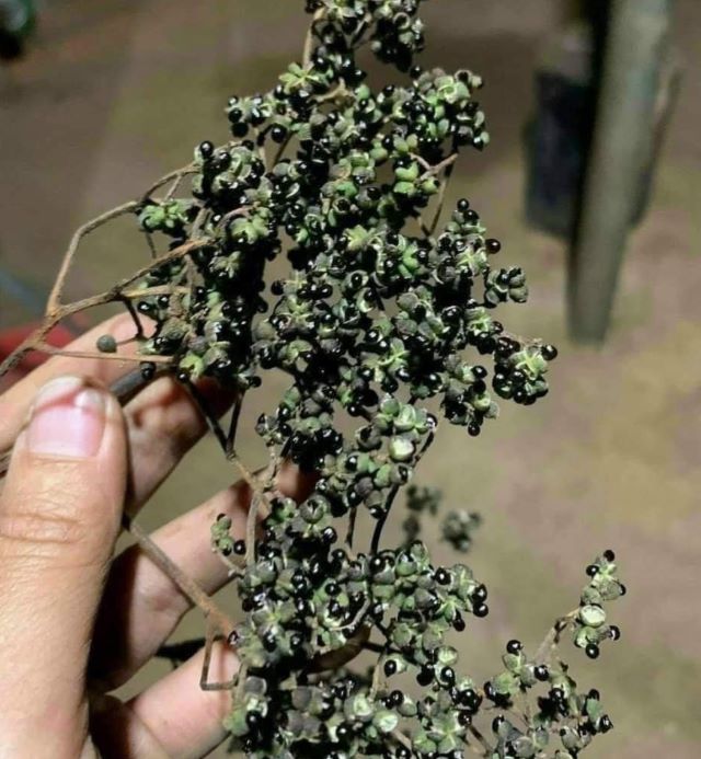 Mắc khén hay còn được gọi là má khén, loại gia vị đặc trưng vùng Tây Bắc - Ảnh từ Yến Tây Mắc khén hay còn được gọi là má khén, loại gia vị đặc trưng vùng Tây Bắc - Ảnh từ Yến Tây