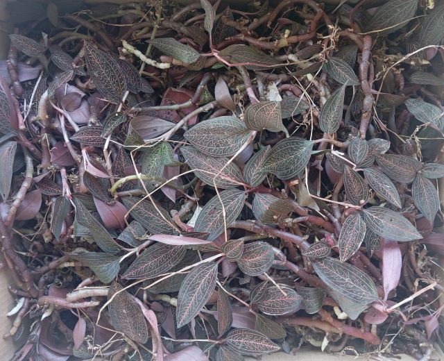 Lan kim tuyến dược liệu được ví đắt như vàng - Ảnh từ Dược Liệu Nguyễn