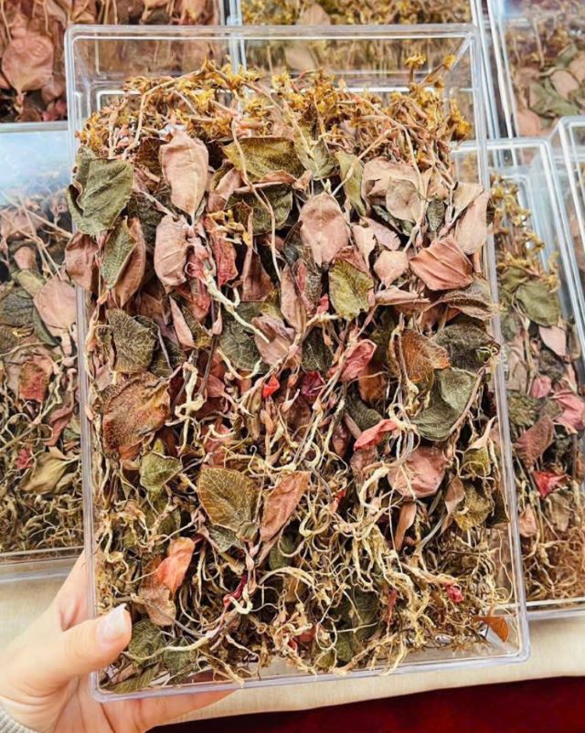 Lan kim tuyến rừng khô - Ảnh từ Ngọc Linh