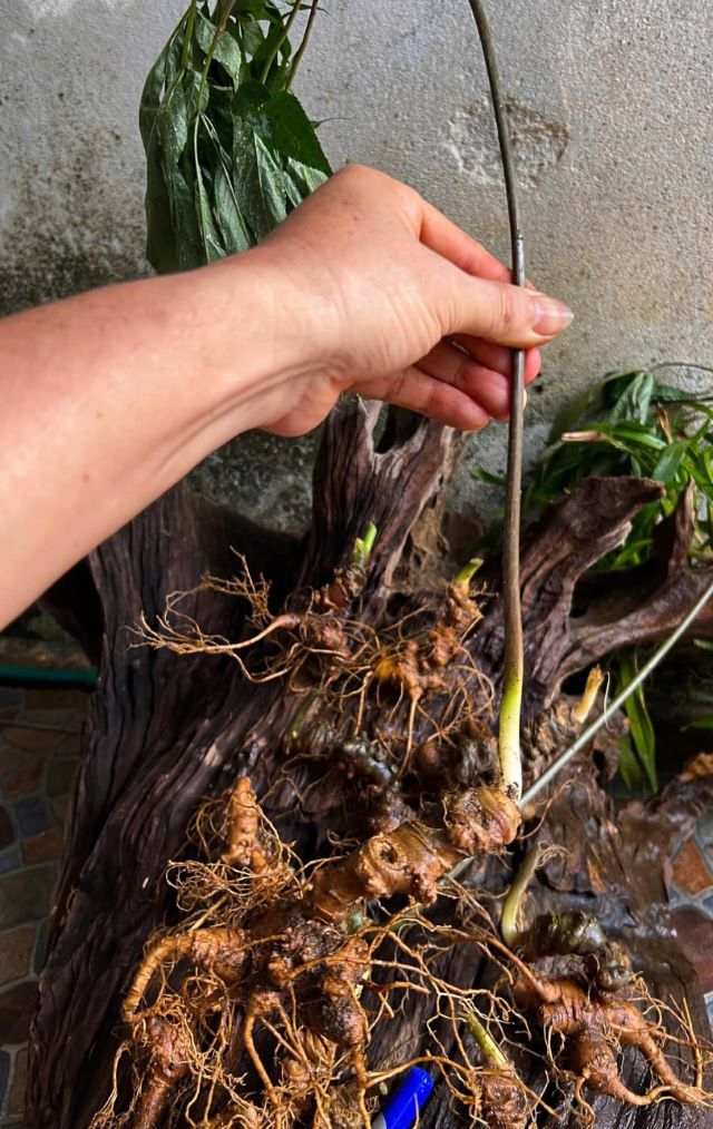Sâm rừng Lai Châu - Ảnh sưu tầm