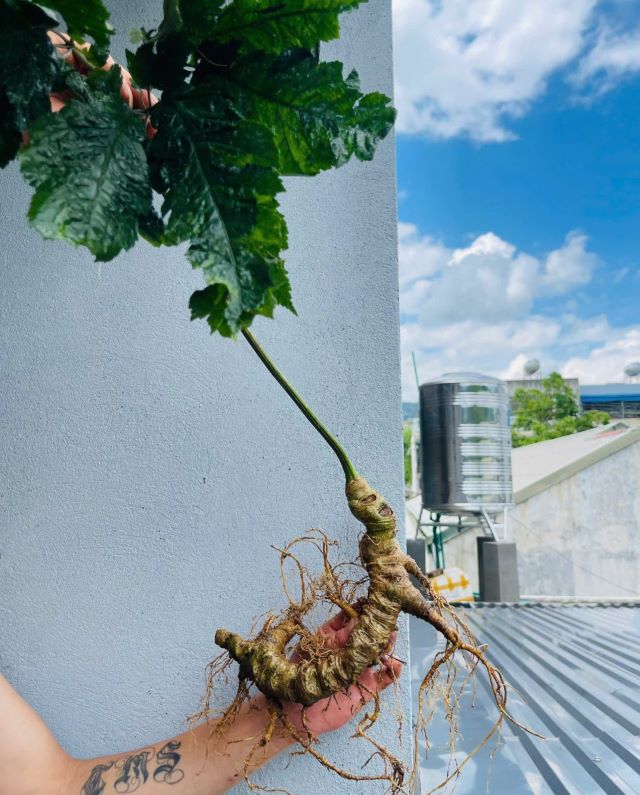 Sâm Vũ Diệp - Ảnh từ Châu Trần