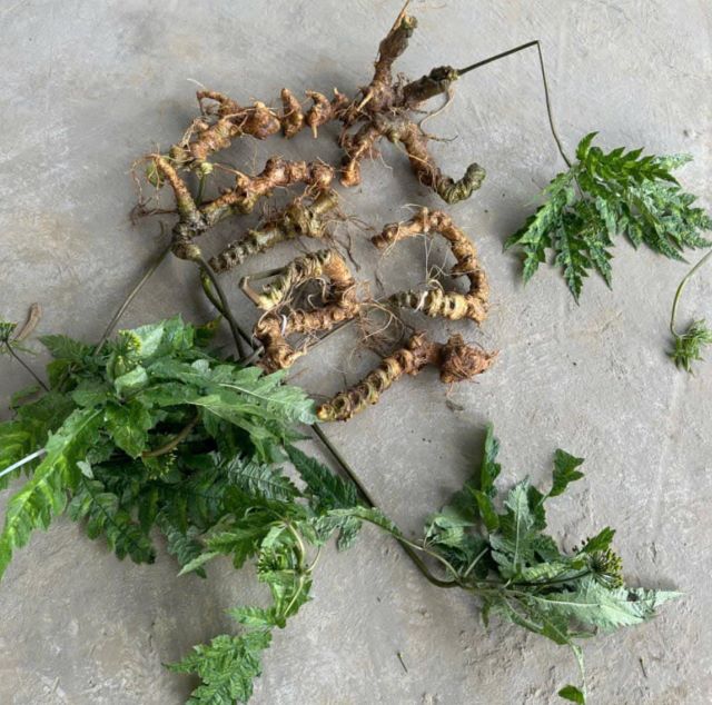 Sâm vũ diệp hay còn được gọi là tam thất hoang - Ảnh sưu tầm