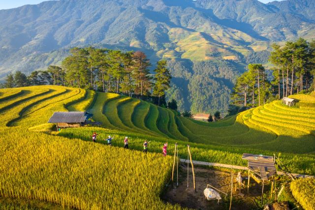 Mù Cang Chải (Yên Bái)&nbsp;–&nbsp;Thiên đường mùa lúa chín - Ảnh sưu tầm
