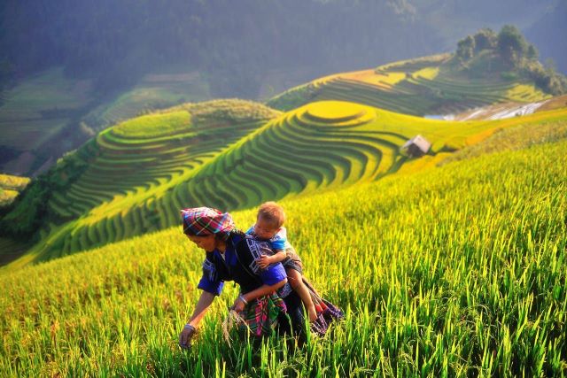 Ruộng bậc thang xanh giữa núi cao - Ảnh sưu tầm