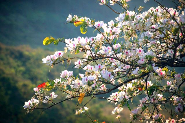 Sắc trắng hoa ban tháng 3 ở Điện Biên - Ảnh sưu tầm