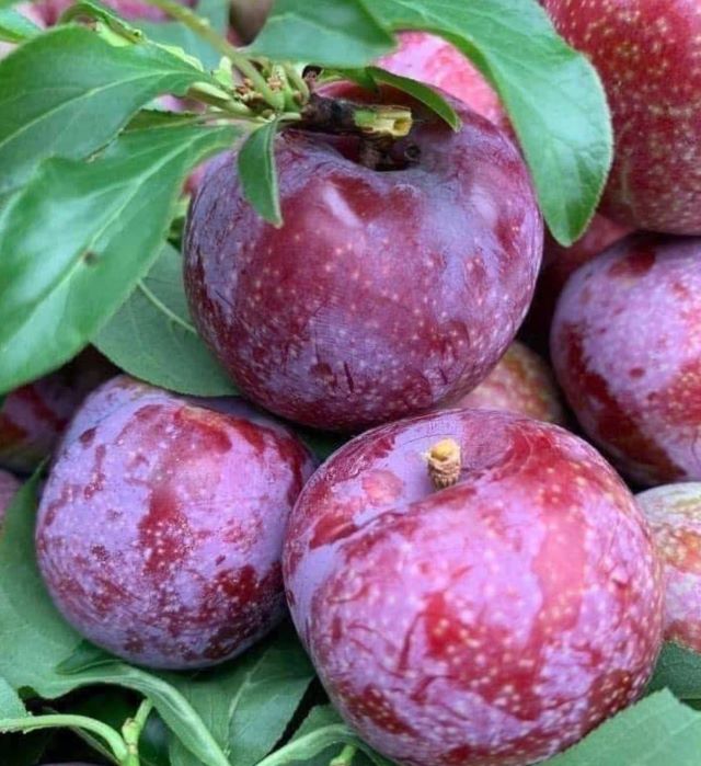 Cách chọn mận hậu ngon - Ảnh sưu tầm