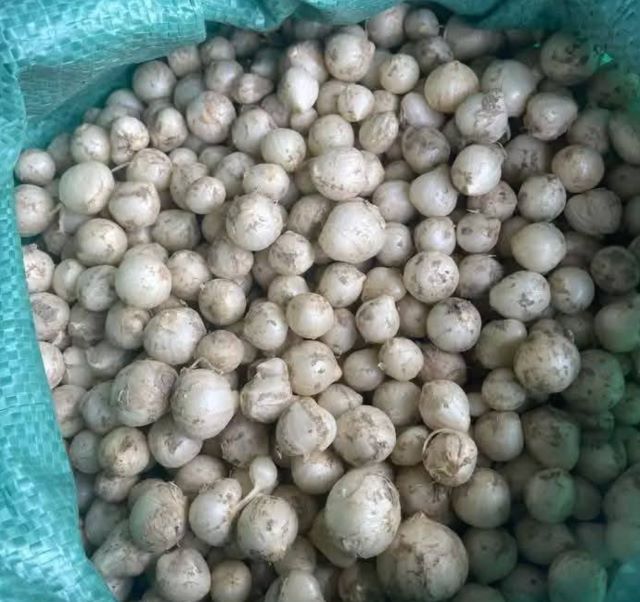 Hành tăm chứa nhiều chất dinh dưỡng và hợp chất sinh học có lợi - Ảnh từ Linh Thùy