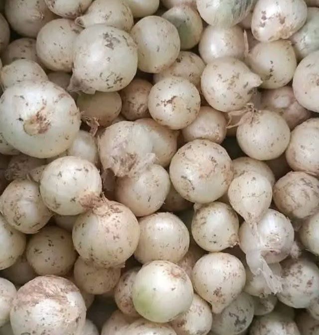 Hành tăm, gia vị không thể thiếu của đồng bào dân tộc Thái Tây Bắc - Ảnh từ Phan Huyền